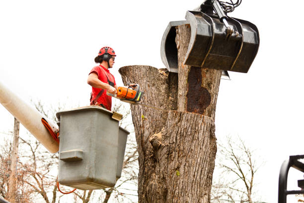 Best Fruit Tree Pruning  in Fulda, MN